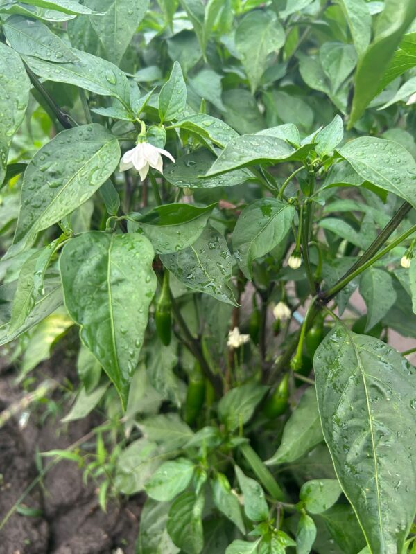 Naše jalapeños na zahradě