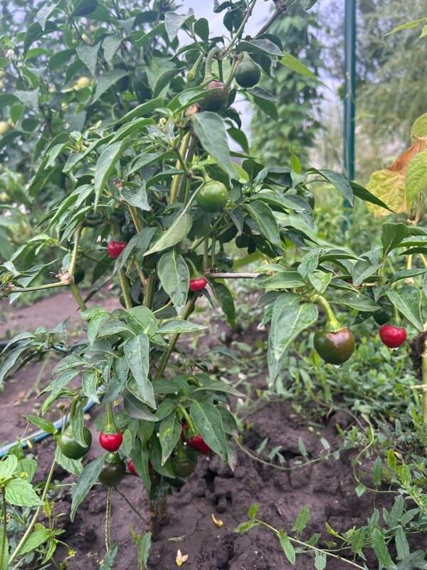 Pěstování jalapeños
