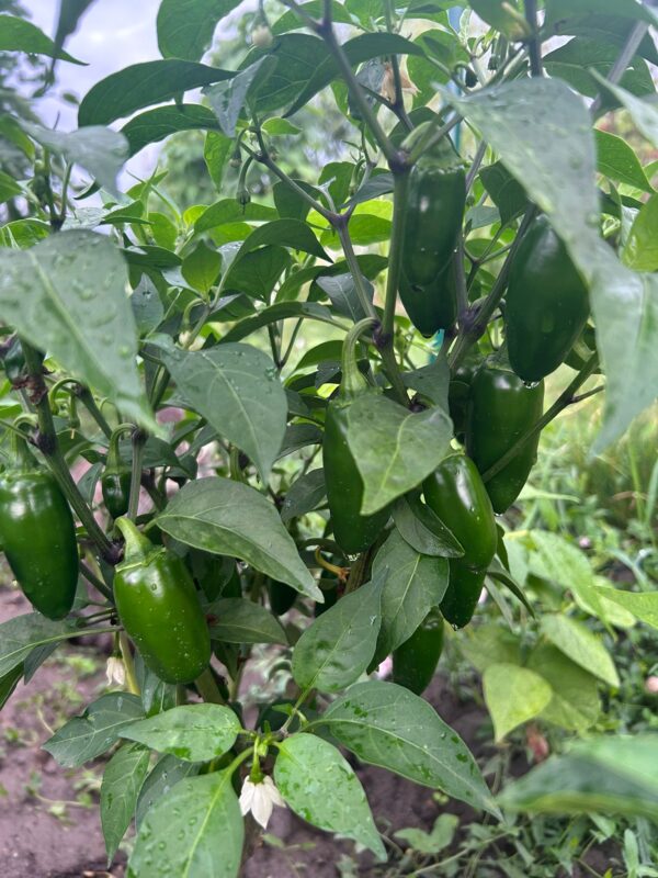 Sklizeň jalapeños