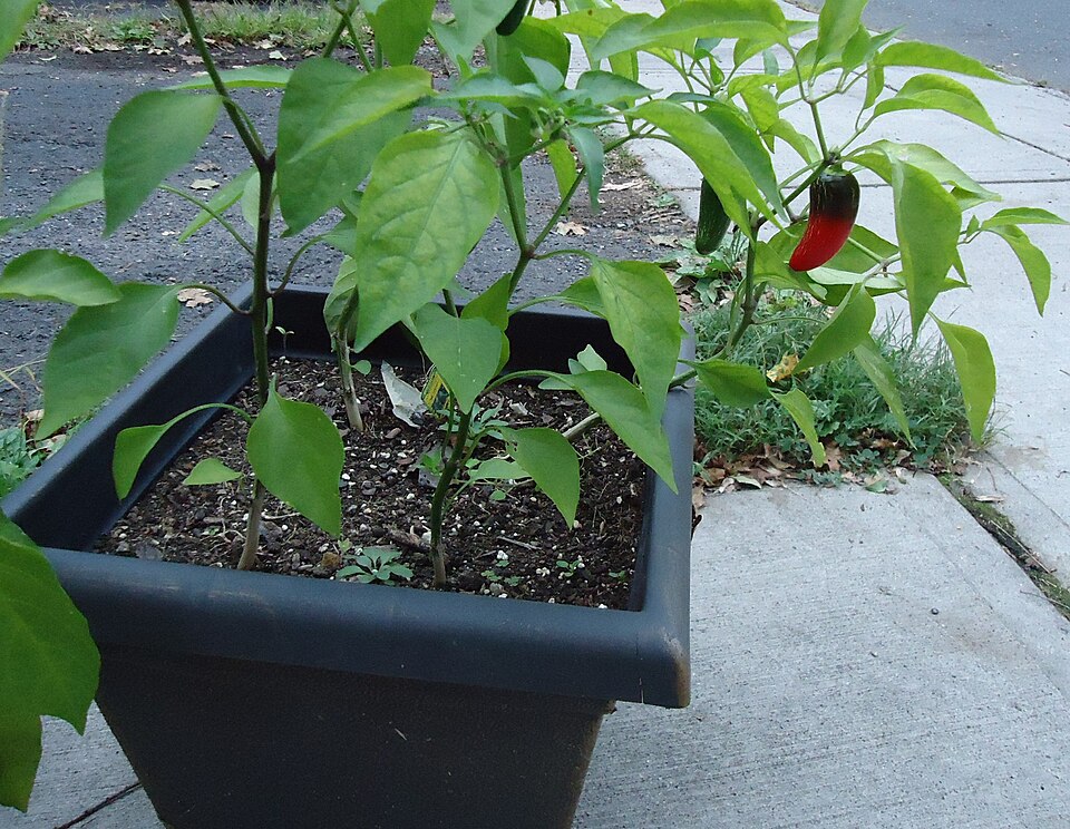 Zelené vs. červené jalapeños