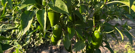 MJ Jalapeños